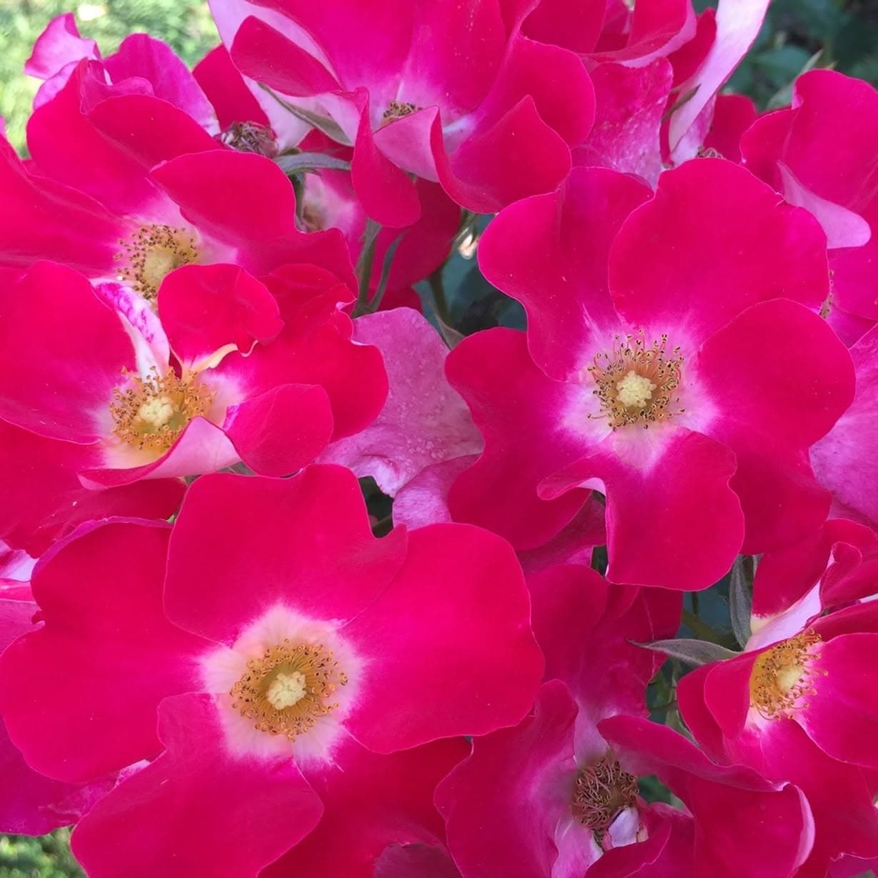 A close-up cluster of bright pink roses in bloom, lit by daylight